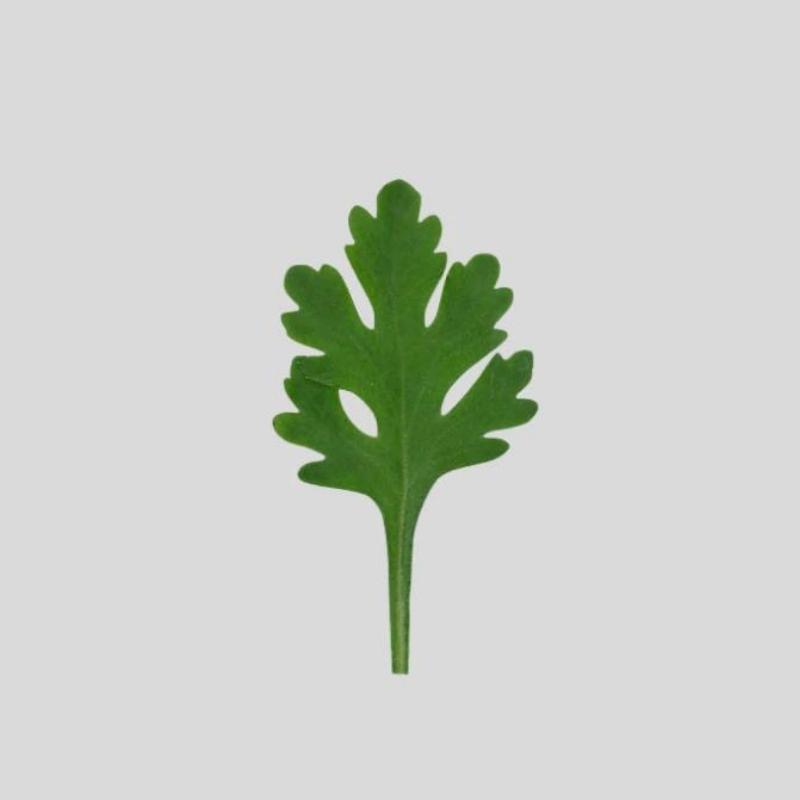 FMM krysantemum blad