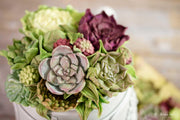 Karen Davies silikonform sukkulent blomster